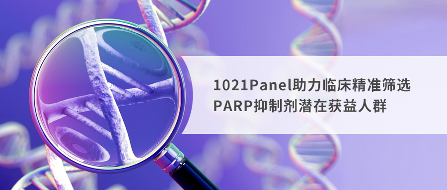 指南连续更新 | 看1021Panel如何助力精准筛选PARP抑制剂潜在获益人群